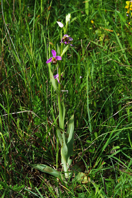 Conferma Ophrys apifera Hudson 14-05-10